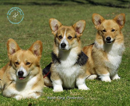 Welsh Corgi Pembroke 9M71D-22.JPG